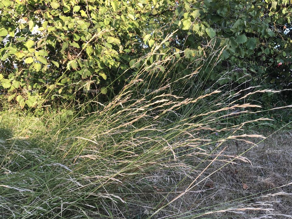 Dry grass in evening sun