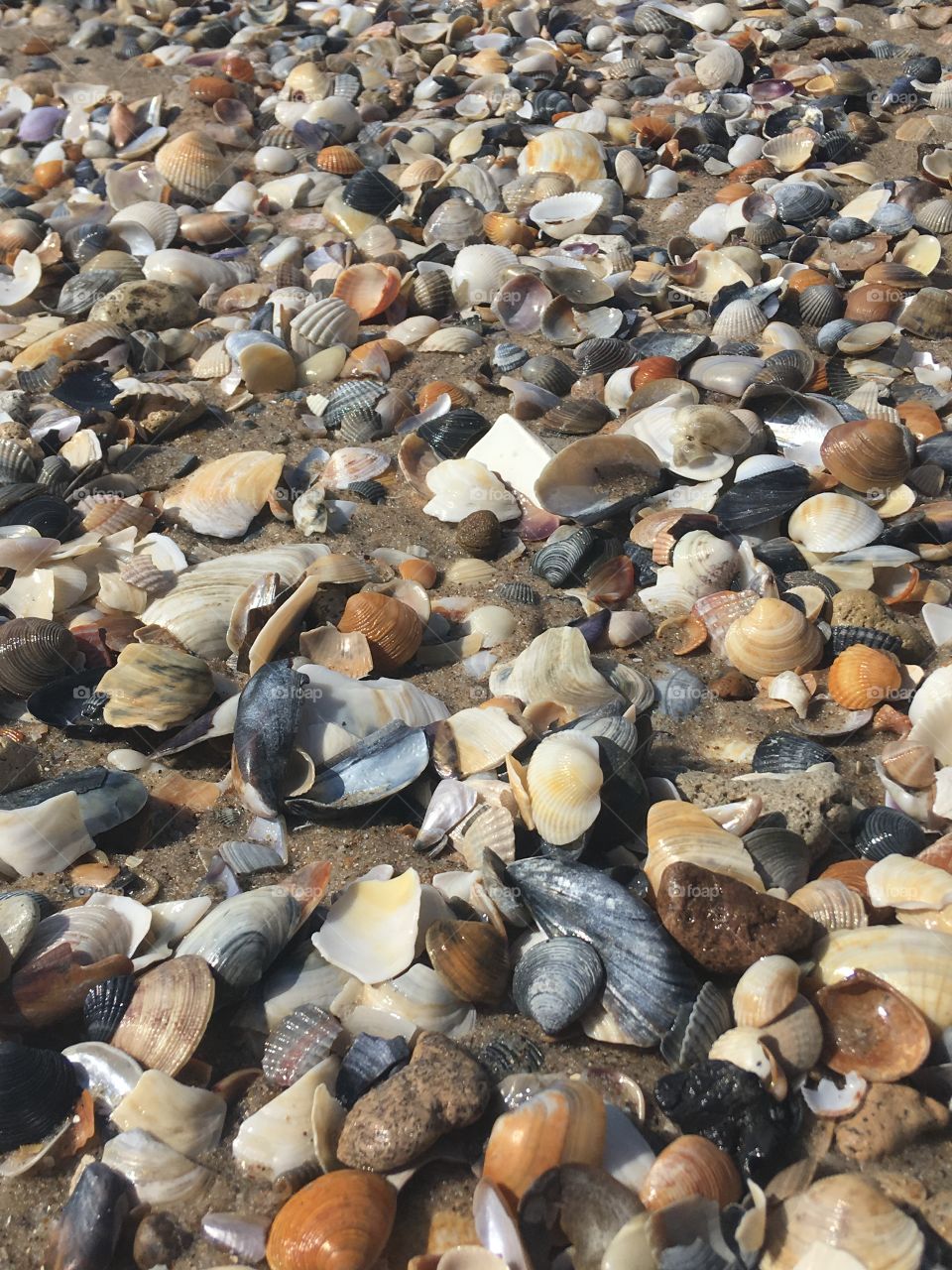 The seashells background. Seashells closeup. 