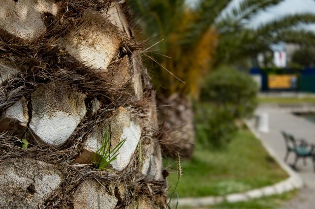 Palm tree