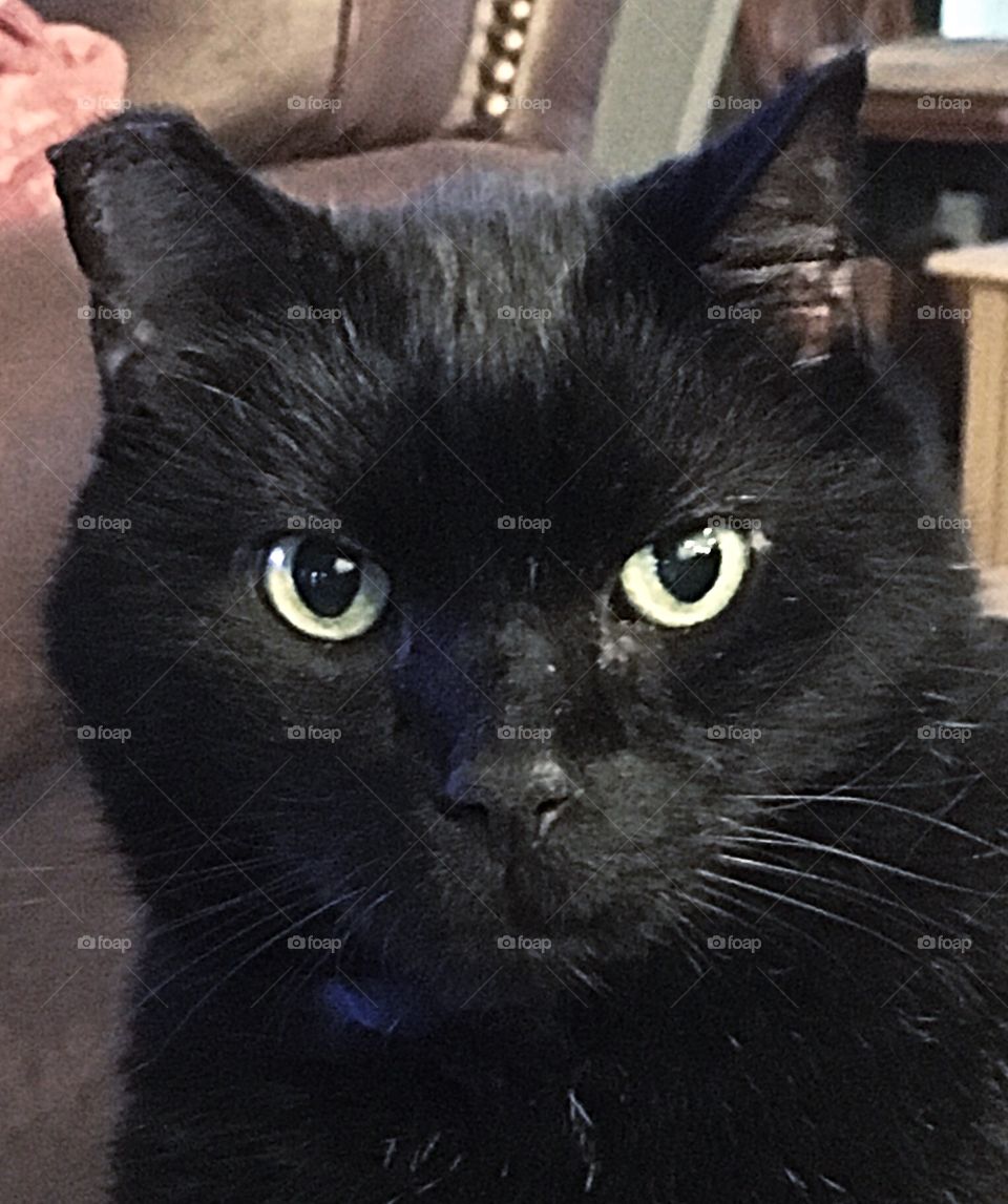 Close up of black cat named Thunder. 