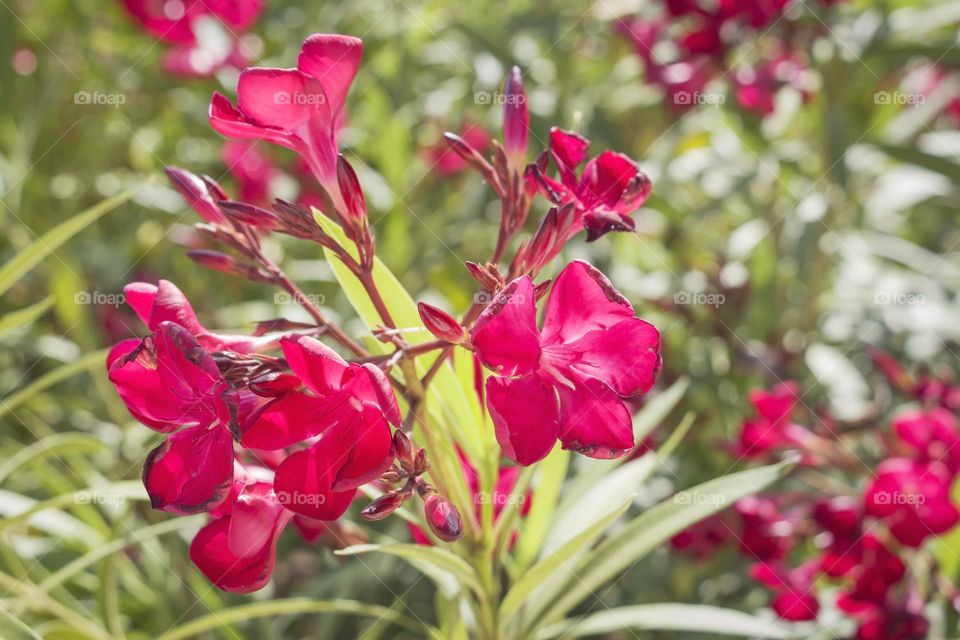 Beautiful oleander flowers 