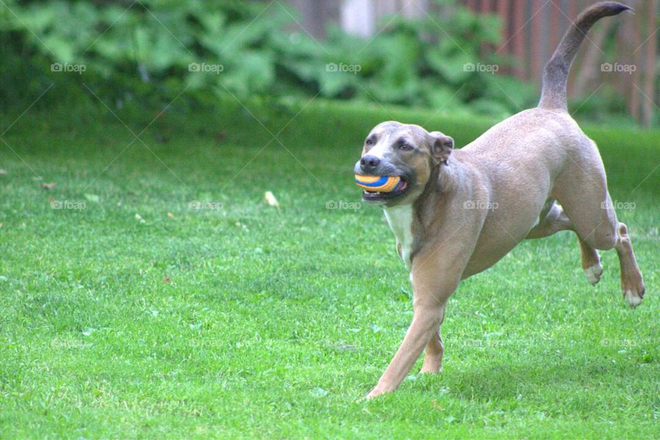 Our sweet rescue, Brick, loves playing ball!