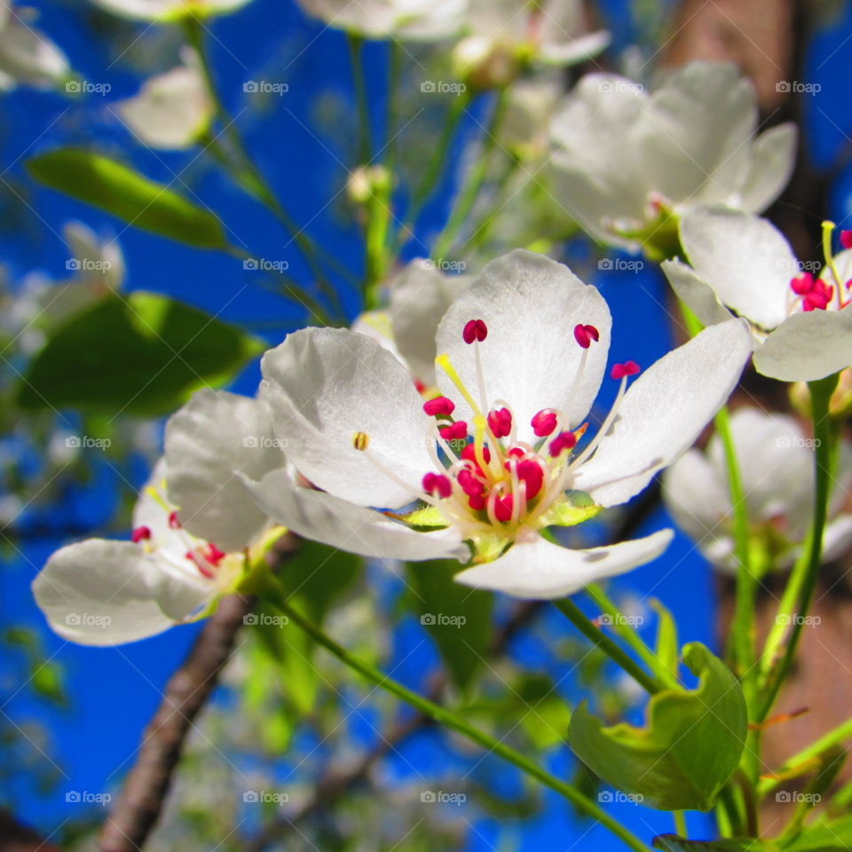 Spring . Apple Blossom 
