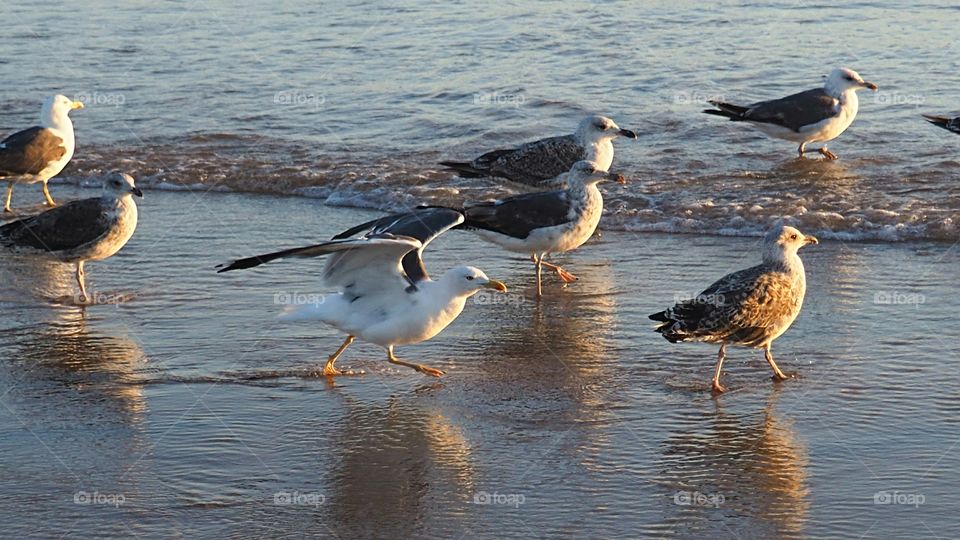 seagulls on a beach