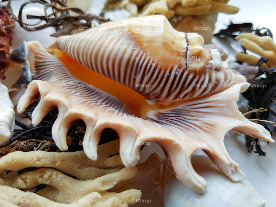 Close-up of seashell and seaweed