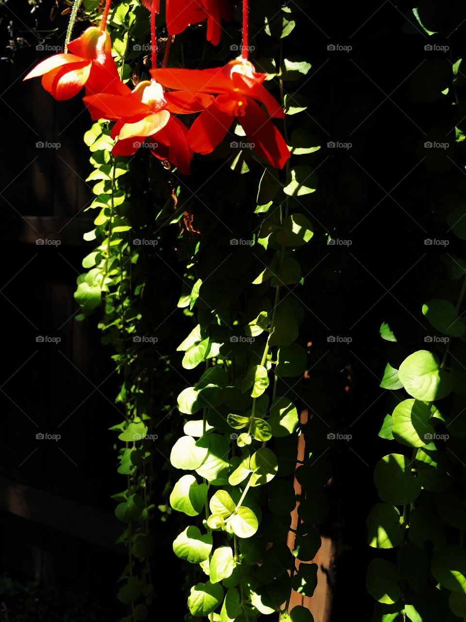 Red flowers