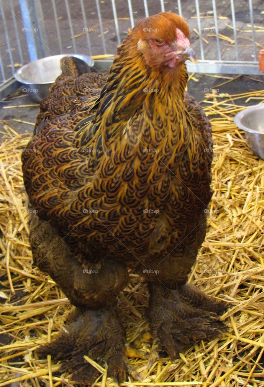 Hen