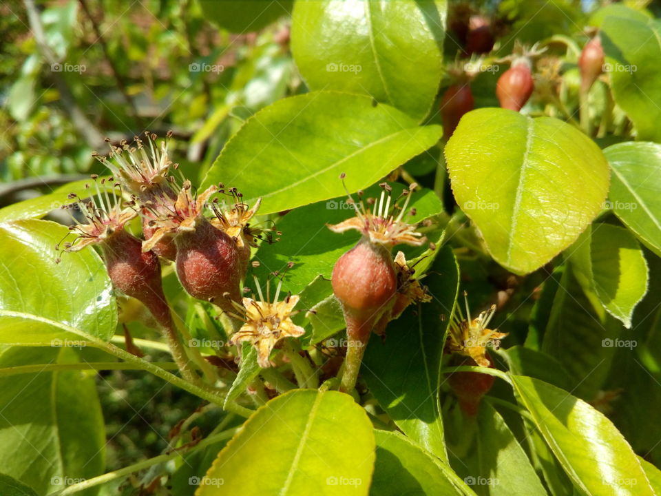 young, small pear