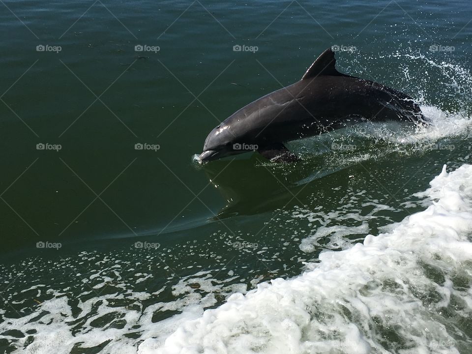 Dolphin in charlotte harbor 