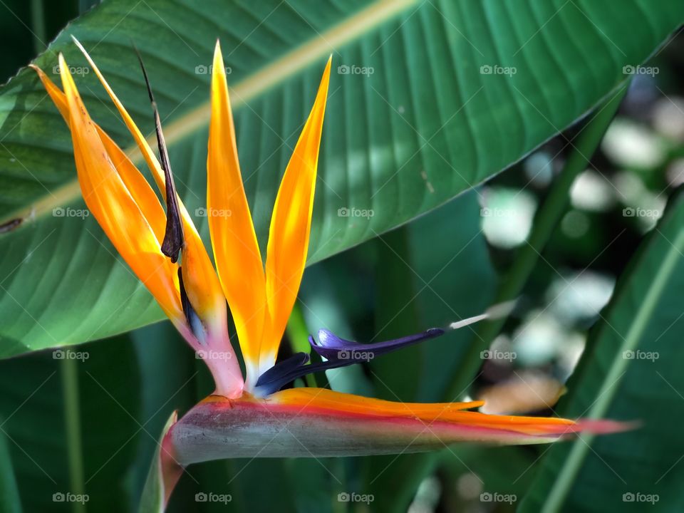 Beautiful and Brilliant Bird of Paradise