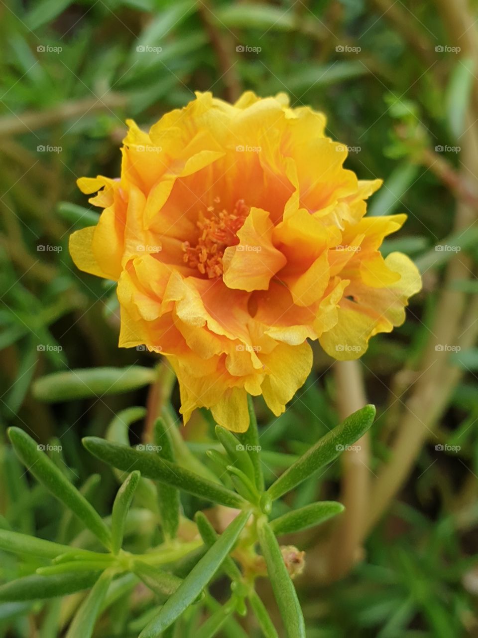 the portulaca grandiflora