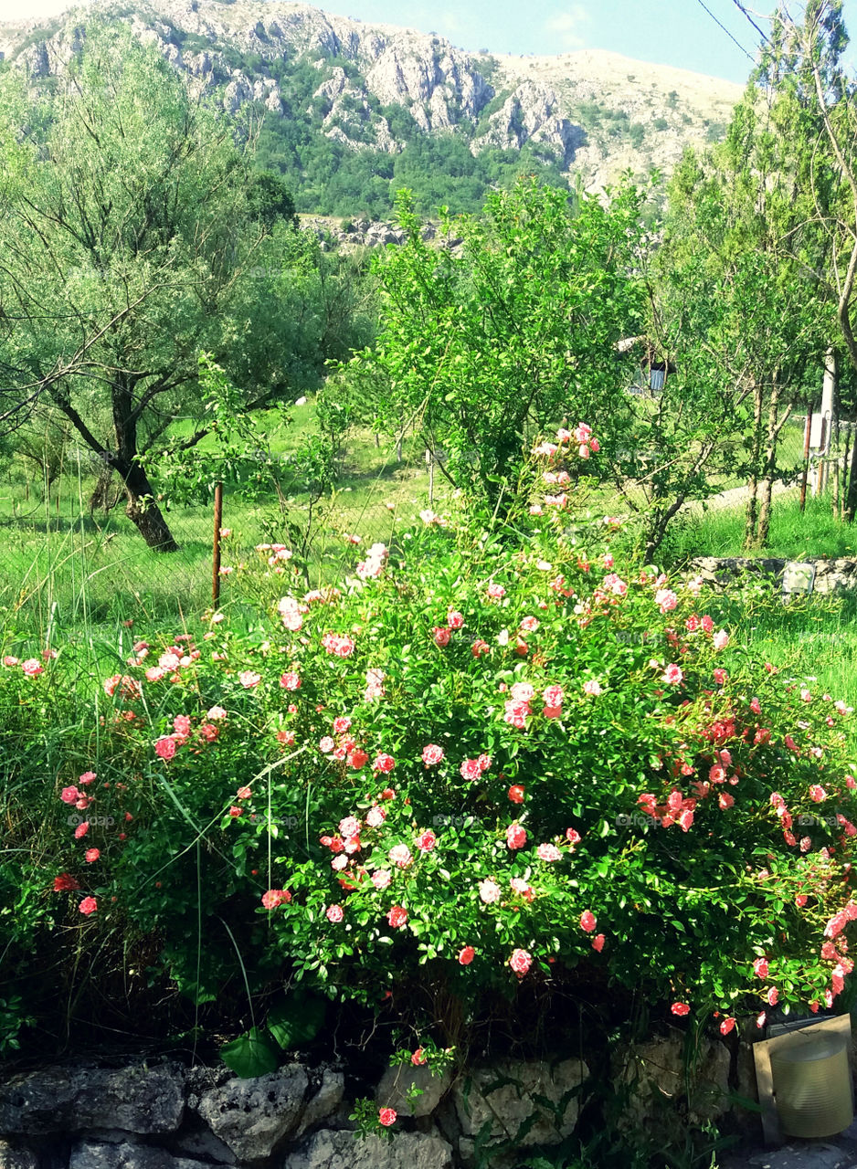 forest, trees and mountains