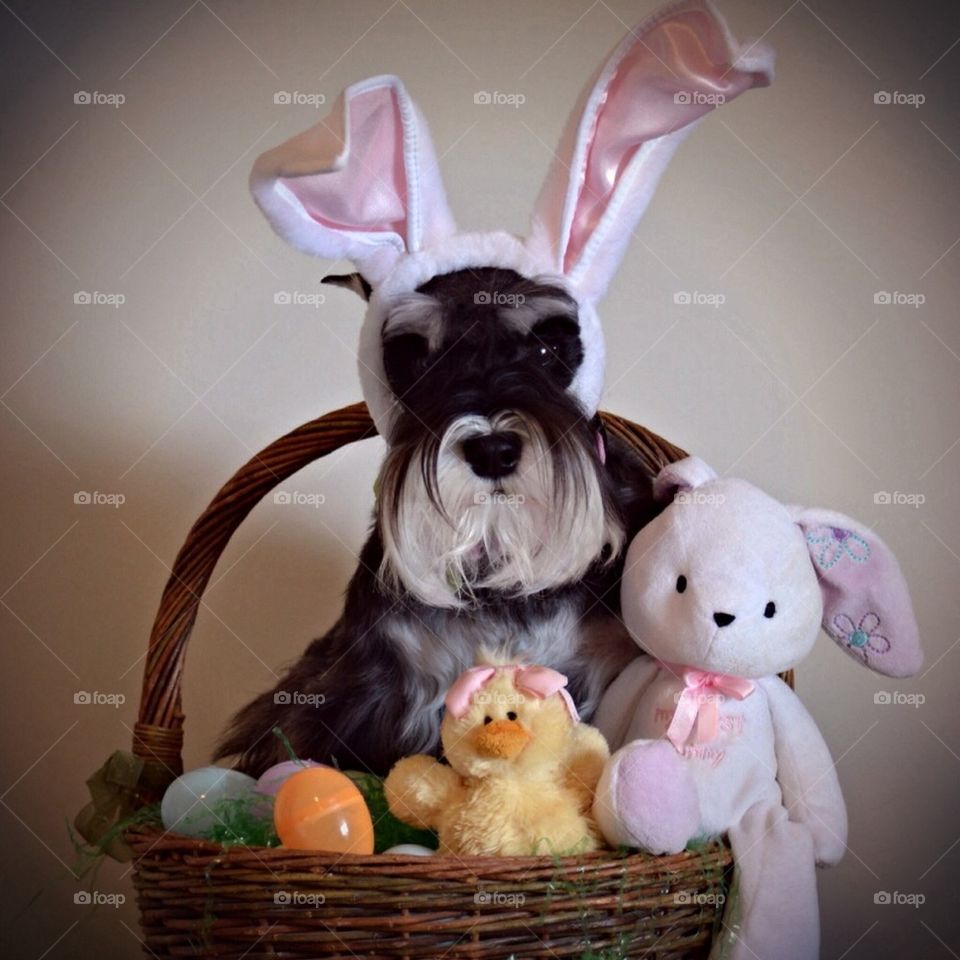 Easter Puppy