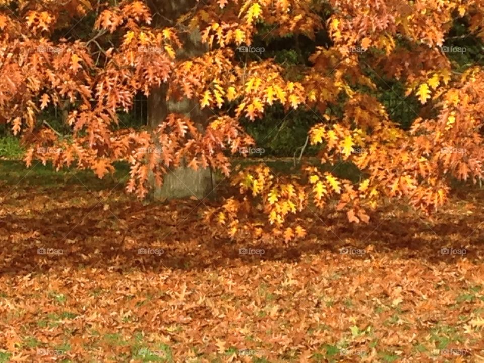 Rusty colours of nature
