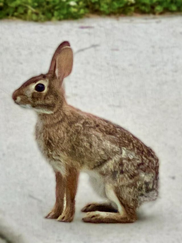 Rabbit 