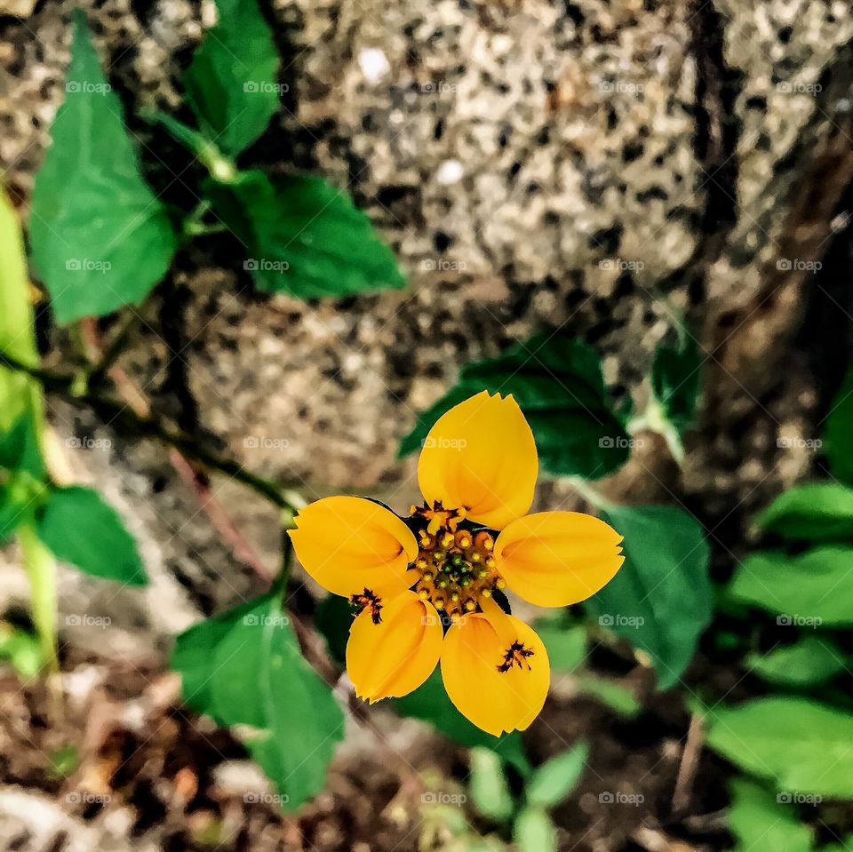Flores de verano