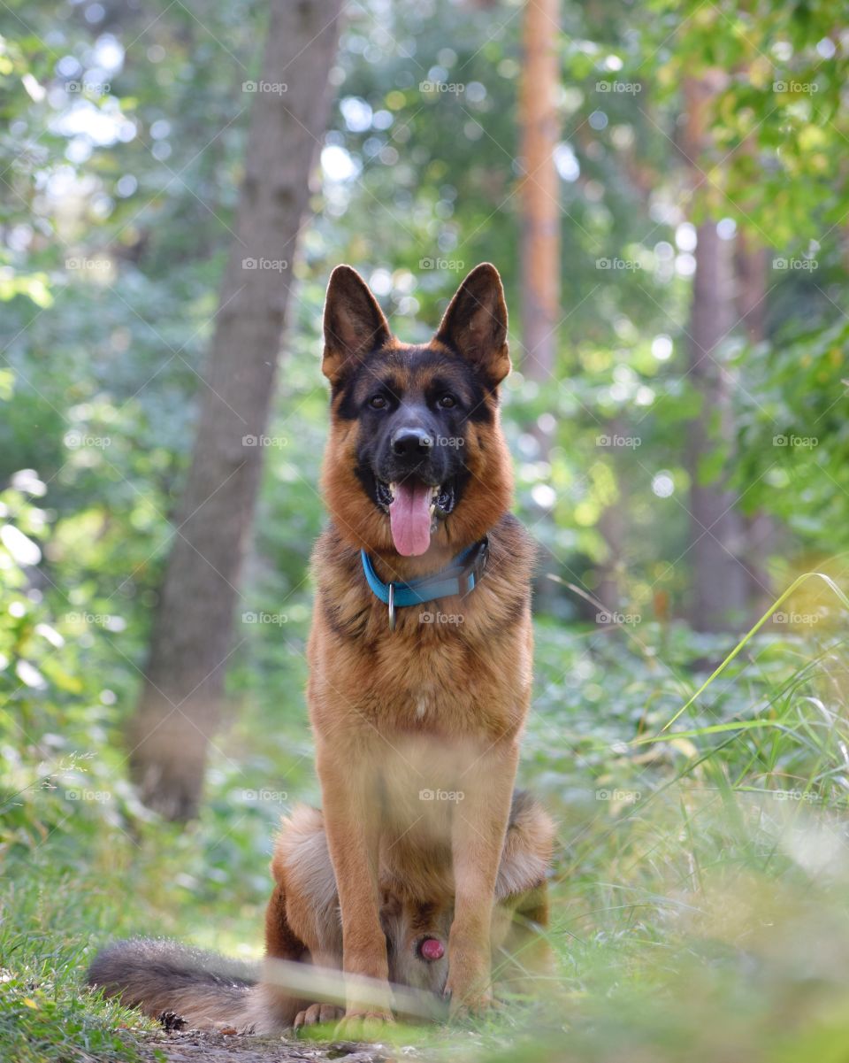 German shepherd 