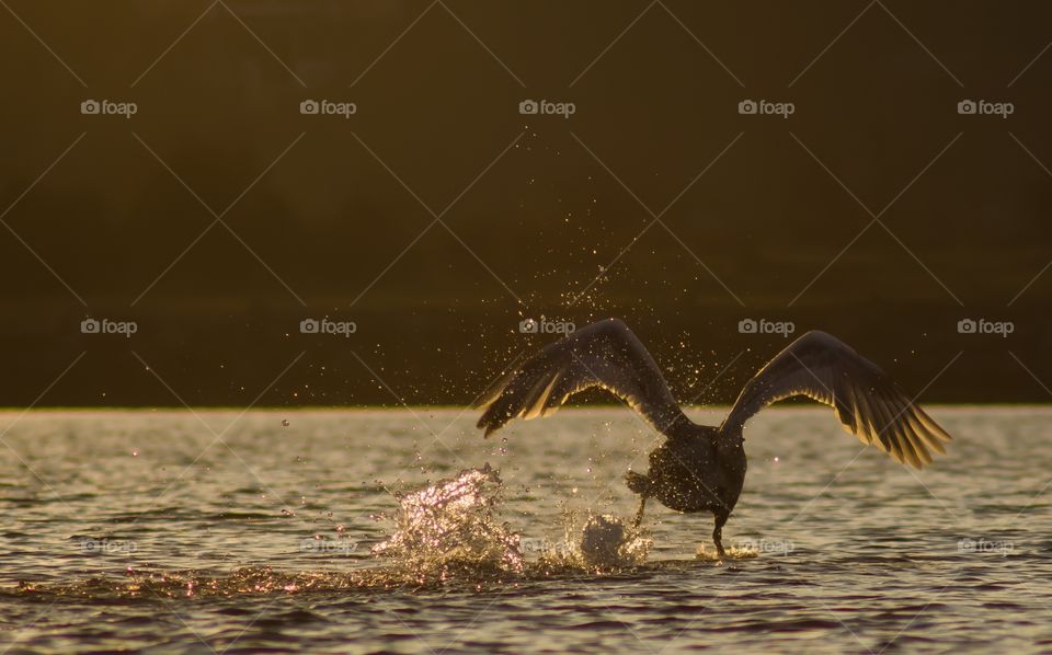 Bird flaying over the sea