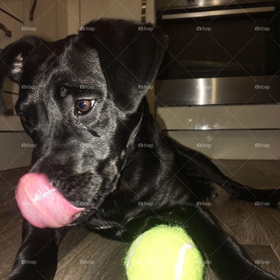 This is a photograph of mans best friend, we all know dogs love tennis balls. I mean just look at that face. 