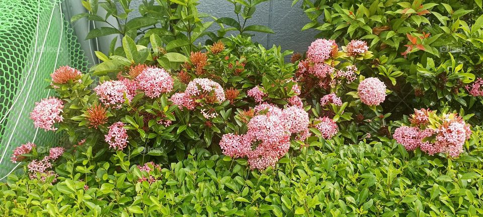 Pink Ixora