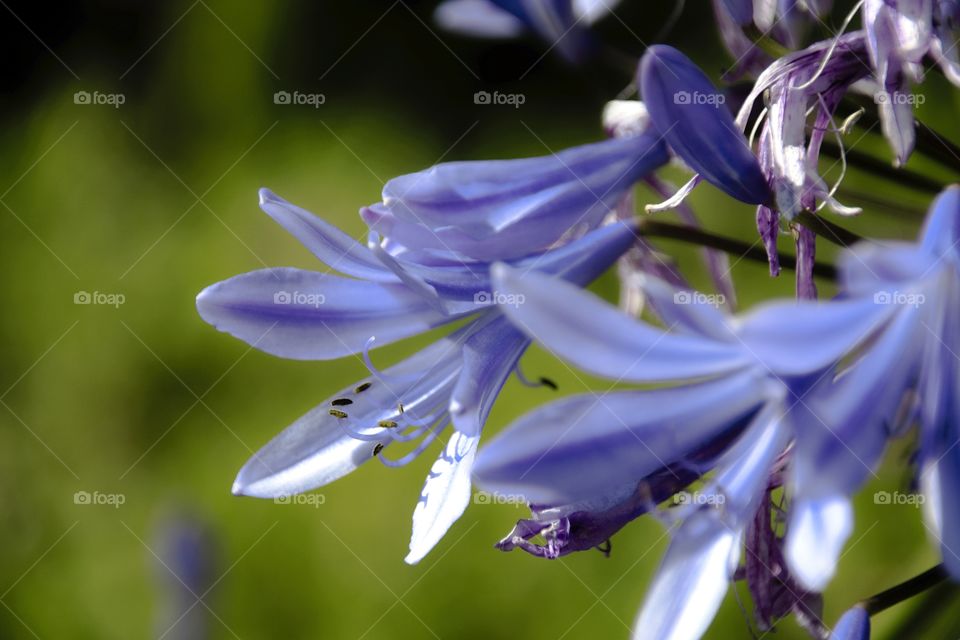 flower in the garden