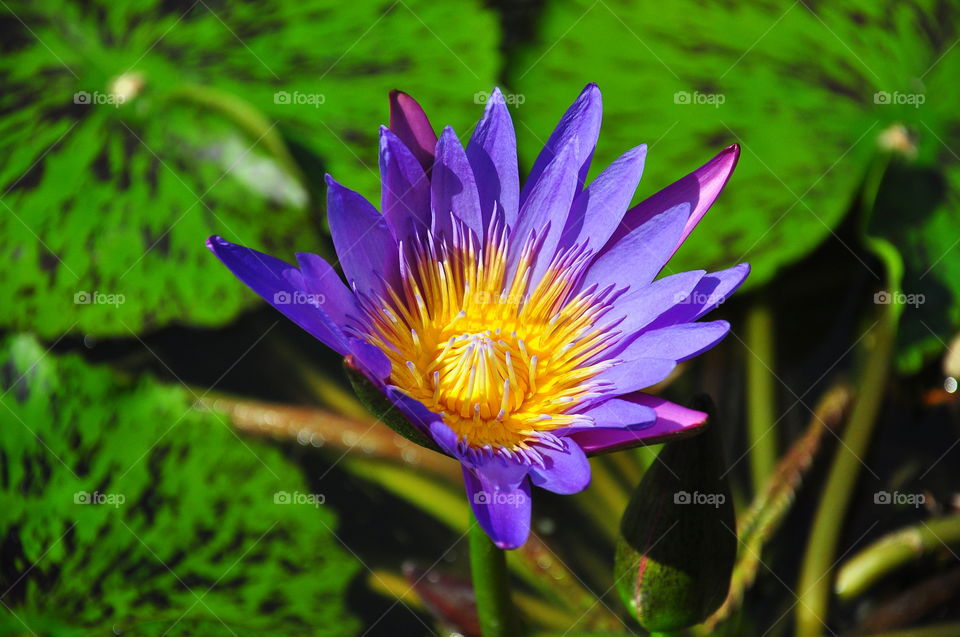 Close-up of water lily