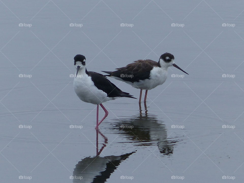 Reflecting pair on stilt birds