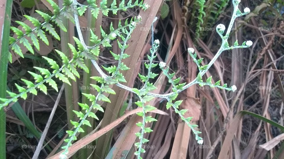 Samambaia nativa do cerrado.