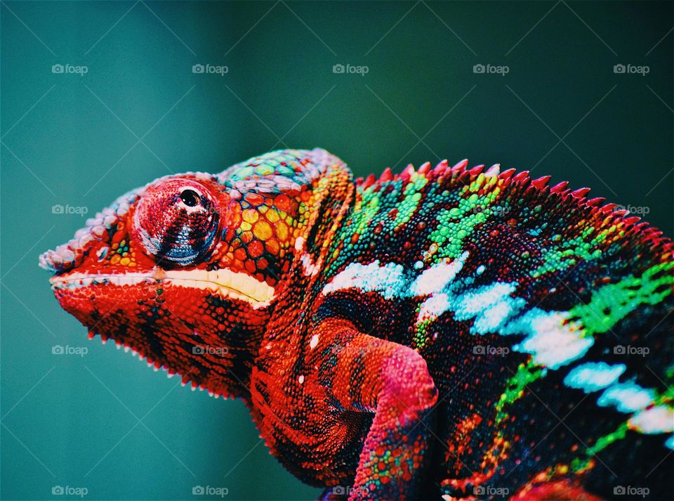 A chameleon full of color.