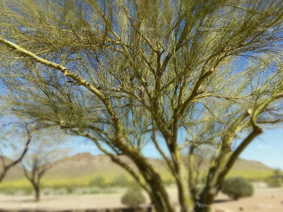 Palo Verde Tree in Palm Springs. The bark and stems are green...ummm...where I'm from, trees are brown. So cool.