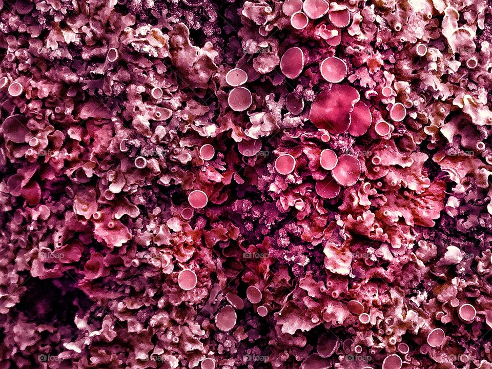 Arithmetic of parasitical structures...they come and go as well..