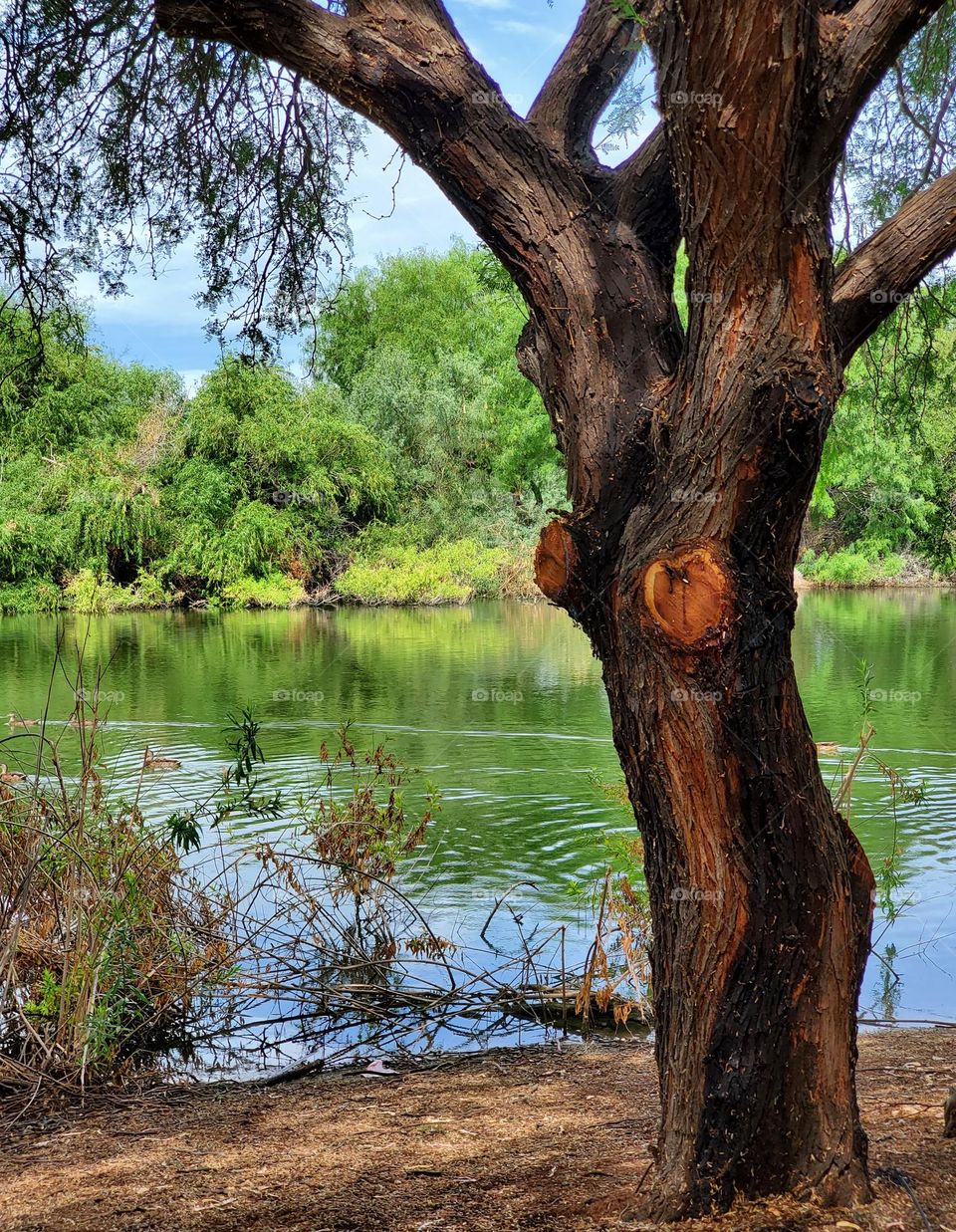Tree by the Lake