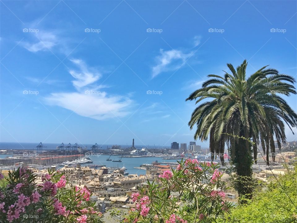 Pink oleander flowers , palm tree and seascape in Genova, Italy 