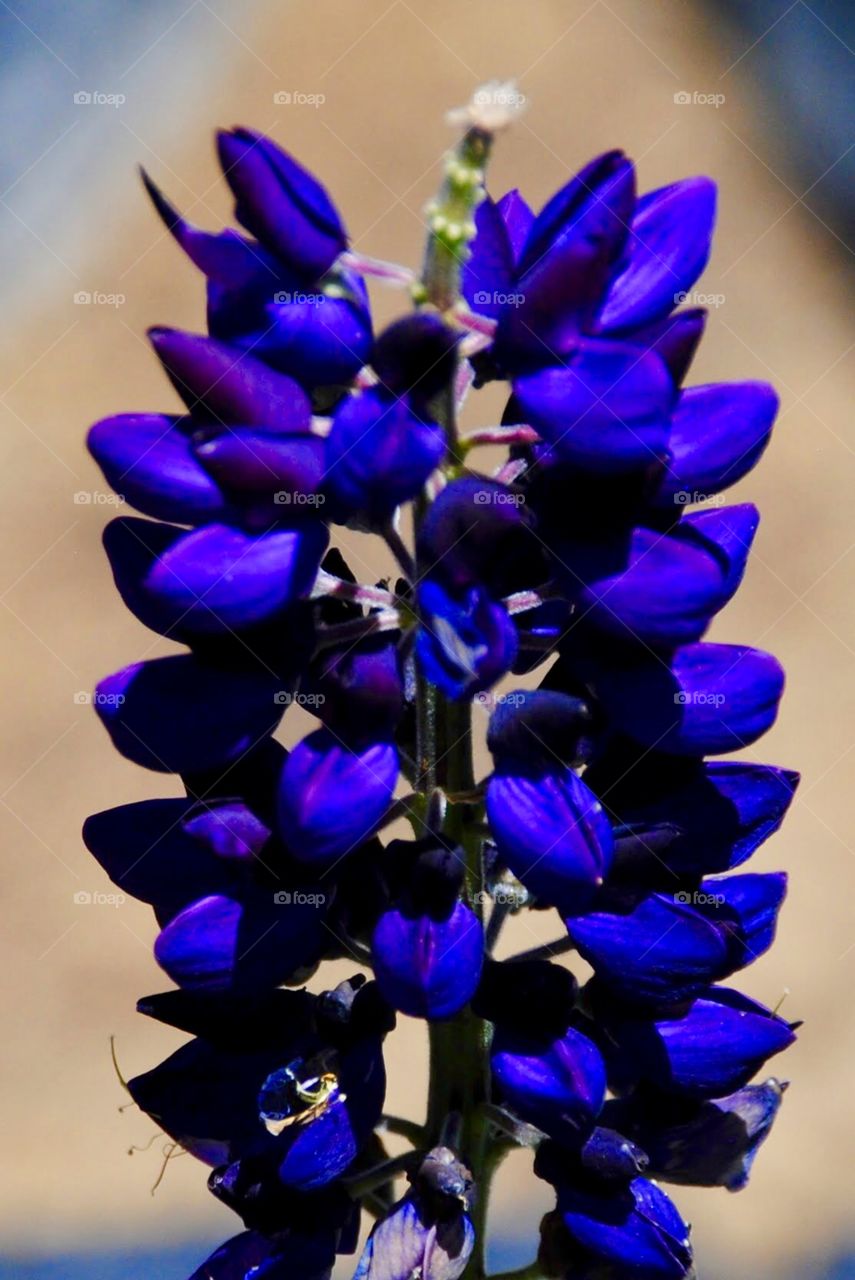 Lupine’s Indigo Glow