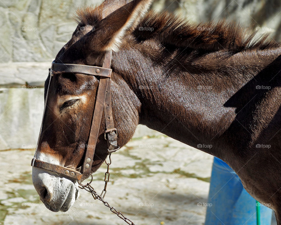donkey in sun