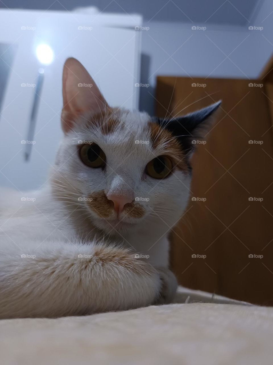 minha gata pipoca