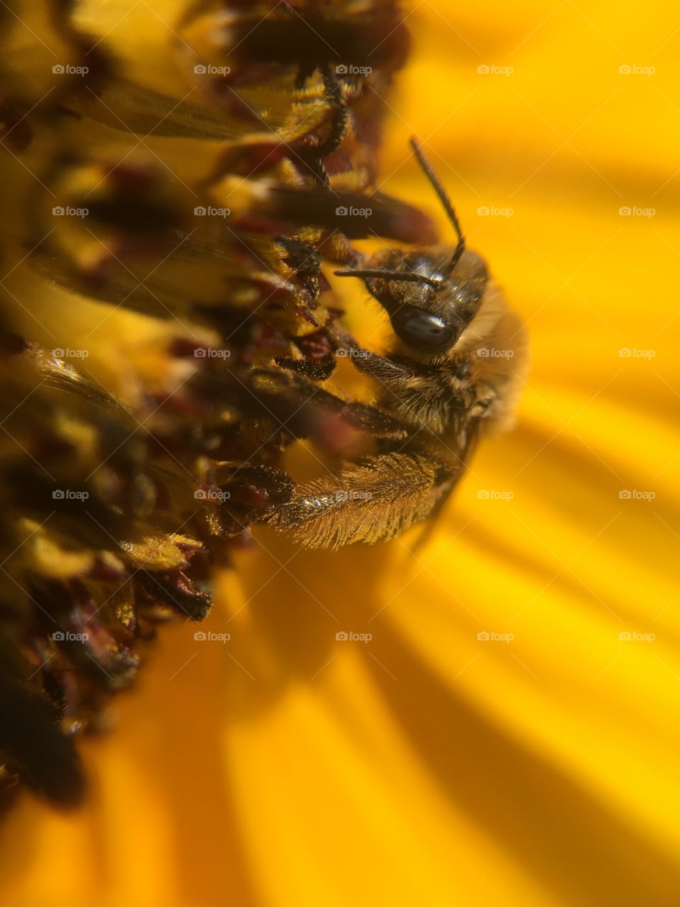 Honeybee on sunflower