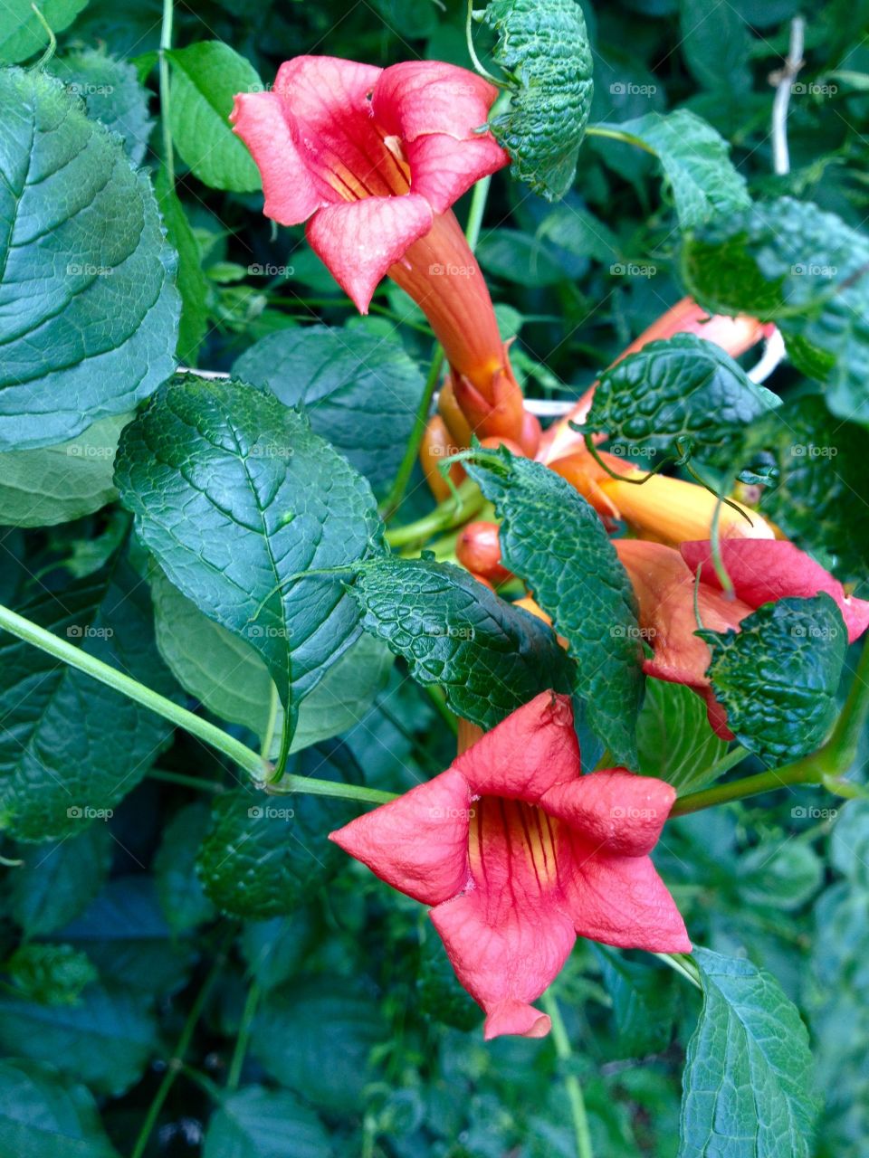 Trumpet  Vine