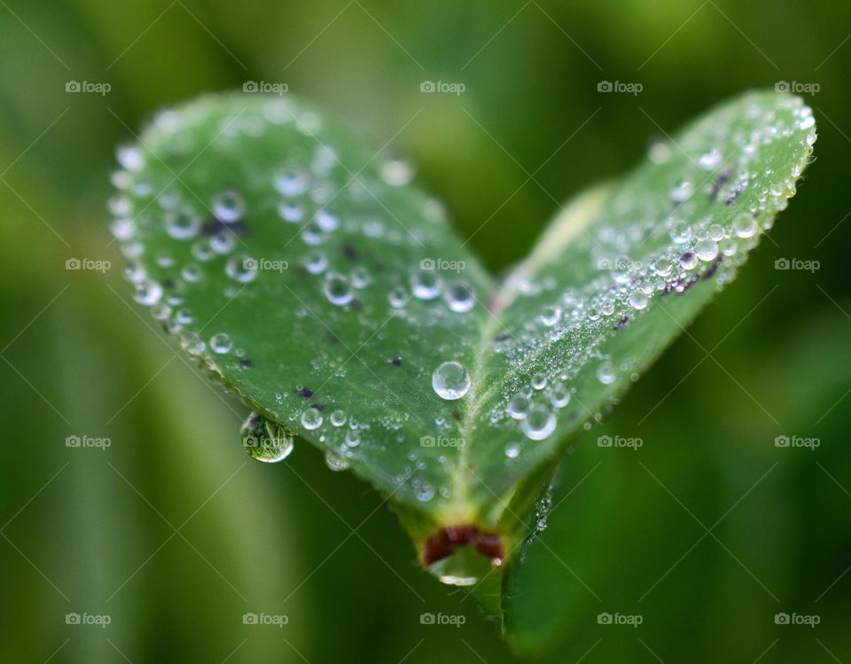 morning dew