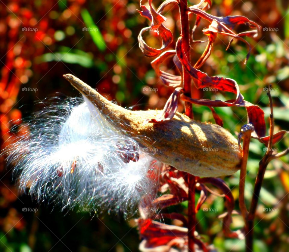Gorgeous budding of a plant/flower with peak colors.