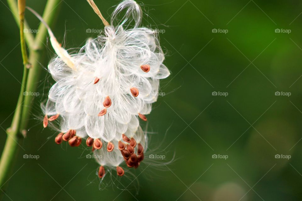 Beautiful Weed