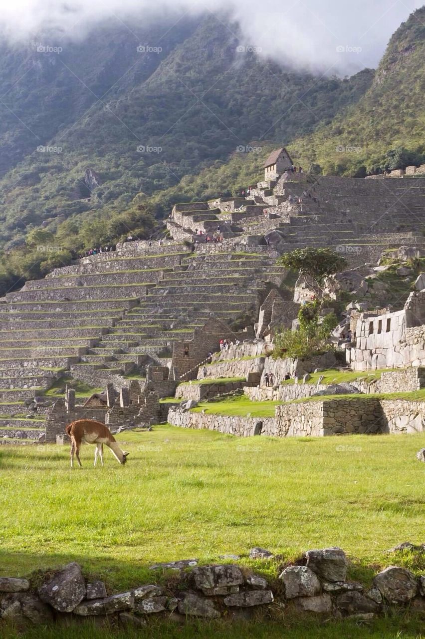 Machu Picchu