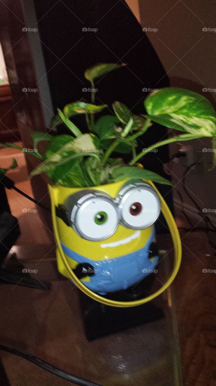 my minion flower pot