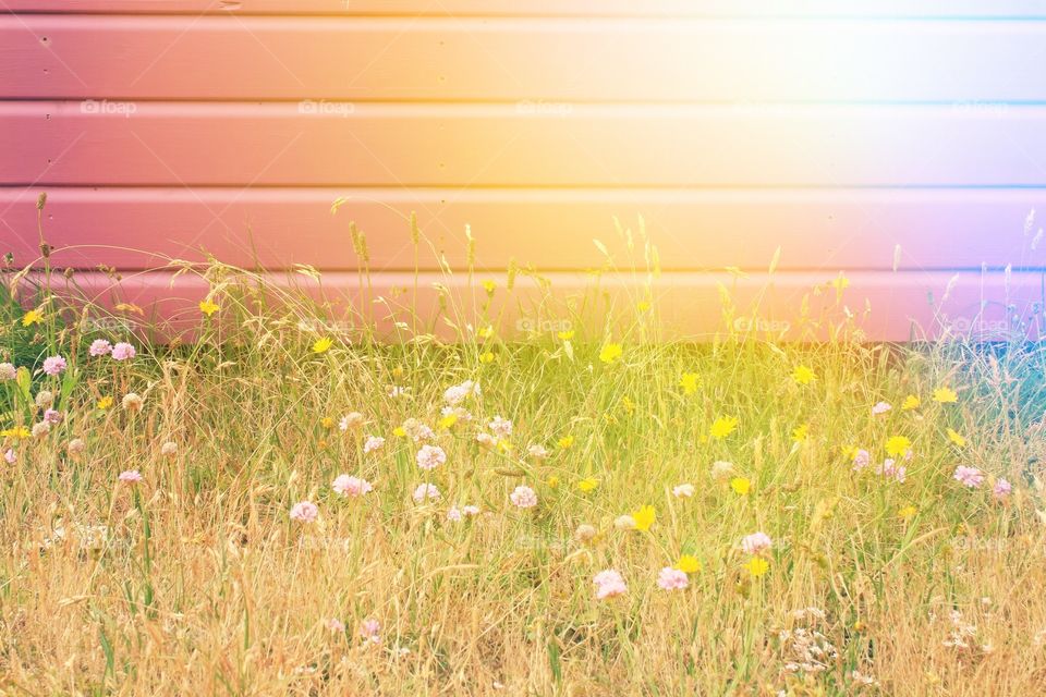 Grass against pink painted wood with a sun glare 