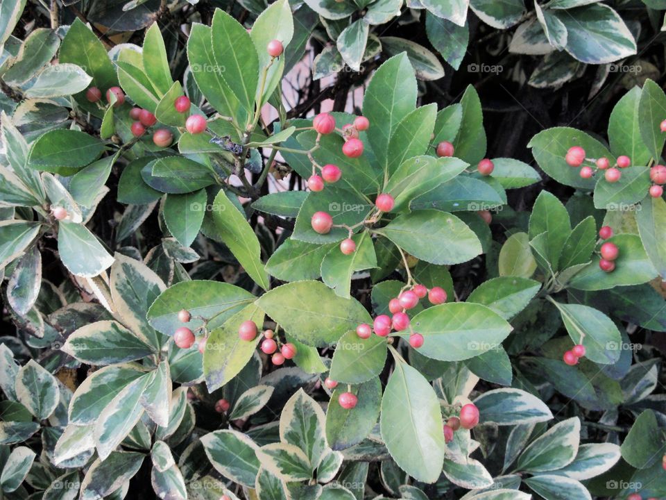 berries on a shrub