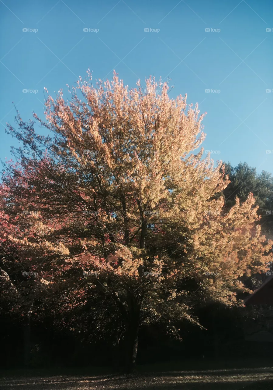 Fall 