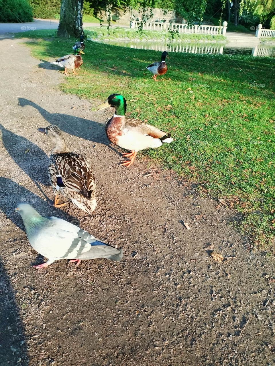 Urban nature- wildlife