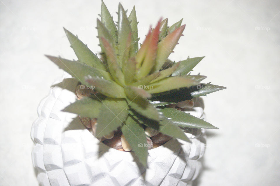 Such beauty in things that can make you bleed!