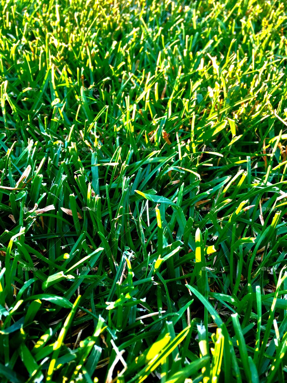 Park grass