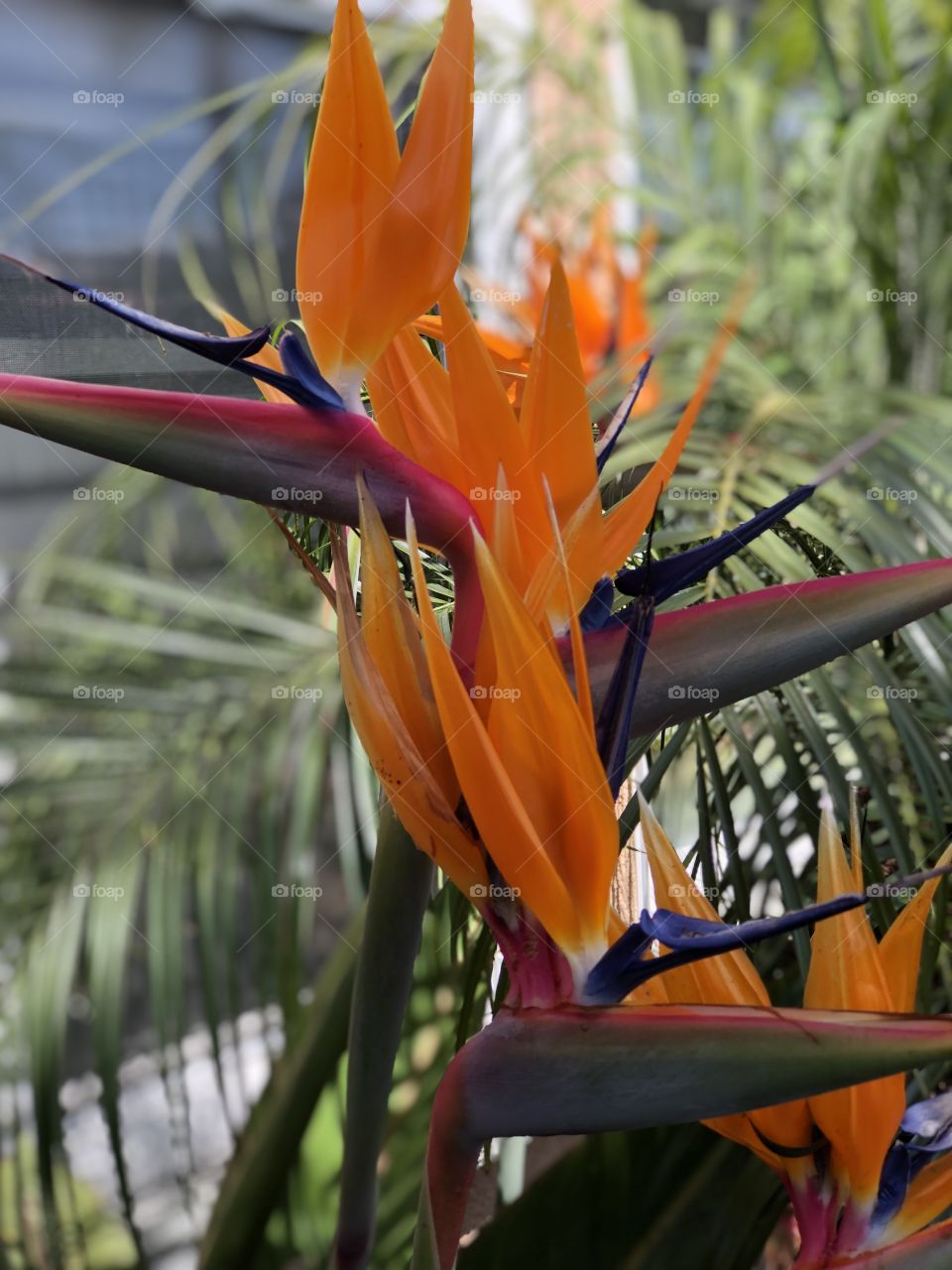 Crazy Plant People Foap Mission! Stunning, Tropical Bird of Paradise 